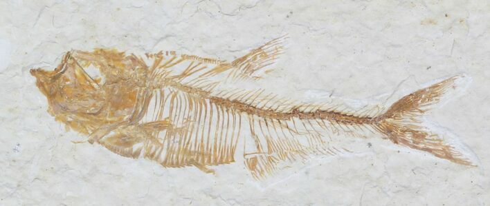 Small Diplomystus Fossil Fish - Wyoming #32785